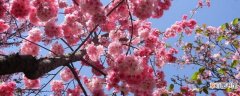【栽培】樱花的栽培历史有哪些？