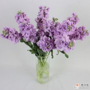 【美丽】养殖美丽的紫罗兰方法有哪些？