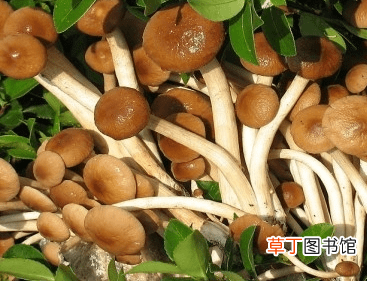 【茶树菇】茶树菇的分布情况介绍有哪些？