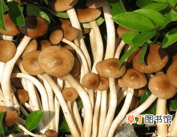 【茶树菇】茶树菇的分布情况介绍有哪些？