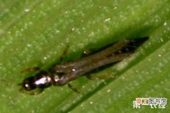 【防治】天然植物激素对农作物害虫的防治作用有哪些？