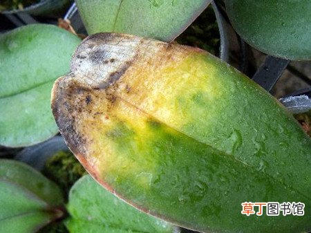 【常见】蝴蝶兰常见虫害及防治有哪些？