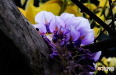【养殖方法】紫藤花的养殖方法和注意事项