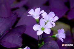 【养殖方法】紫叶酢浆草怎么养？紫叶酢浆草的养殖方法