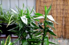 【水养】富贵竹怎么水养 富贵竹的水培方法