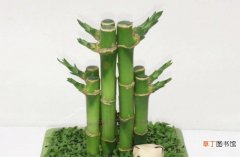 【栽培方法】富贵竹的栽培方法