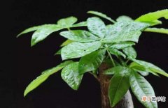 【盆栽】常见盆栽绿植冬天死亡原因分析及冬季盆栽的养护方法