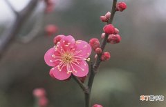 【花卉】元旦开花的花卉盆栽绿植有哪些？