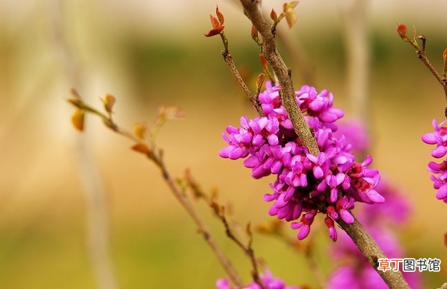 【开花】紫荆花什么时候开花？控制花期如何使紫荆在元旦开花？