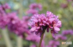 【开花】紫荆花什么时候开花？控制花期如何使紫荆在元旦开花？