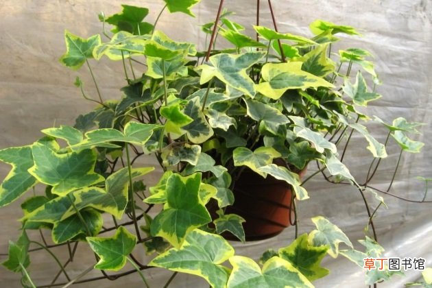 【盆栽】吸烟的房间放什么植物盆栽？什么植物花卉吸烟味最好？