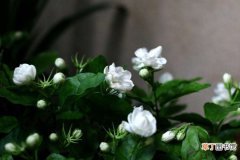 【持久】什么花香最持久又适合室内养？适合家养的带香味的漂亮花卉绿植