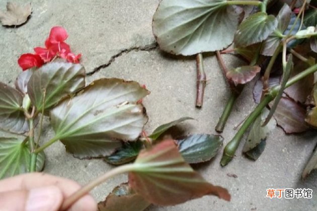 【扦插】四季海棠花的扦插方法图解