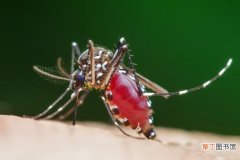 【养花】夏天养花容易滋生蚊子怎么办？夏季蚊虫多防蚊驱蚊的方法