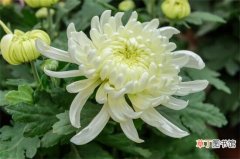 【菊花】白菊花代表的意思有哪些？