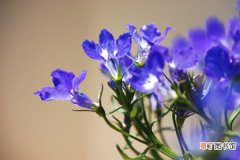 【开花】六倍利怎么开好花有哪些开花条件？