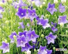 【花期】桔梗花的花期养护有哪些？