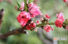 【播种】榆叶梅播种繁殖有哪些？