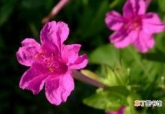 【种植】紫茉莉种植注意事项有哪些？