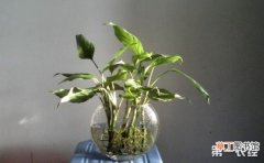 【水培】6种适合水培的盆栽植物介绍有哪些？