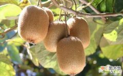 【种植】猕猴桃的种植时间和方法有哪些？