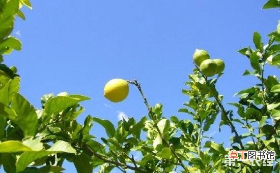 【树】柠檬树的种植技术与管理有哪些？