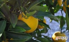 【树】柠檬树的种植时间和方法有哪些？