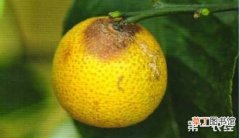 【花卉大全】柑橘蒂腐病介绍有哪些？