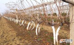 【种植】葡萄种植的冬季管理技术要点有哪些？