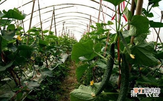 【高产】黄瓜的优质高产栽培技术有哪些？