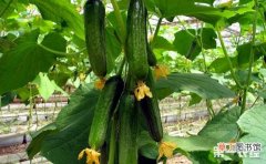 【高产】黄瓜的优质高产栽培技术有哪些？