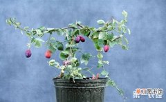 【树】李子树盆栽的种植方法和注意事项有哪些？