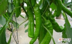 【种植】大棚青椒的种植技术有哪些？
