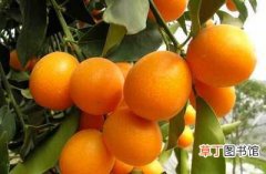 【花卉大全】金橘的介绍及适生环境有哪些？