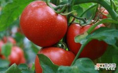 【种植】西红柿的种植时间和方法有哪些？