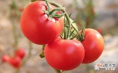 【西红柿】西红柿的追肥技术有哪些？