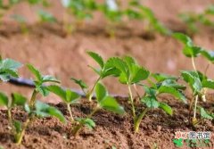 【方法】酸性土壤改良培肥方法有哪些？