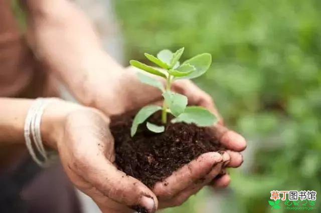 【方法】酸性土壤改良培肥方法有哪些？