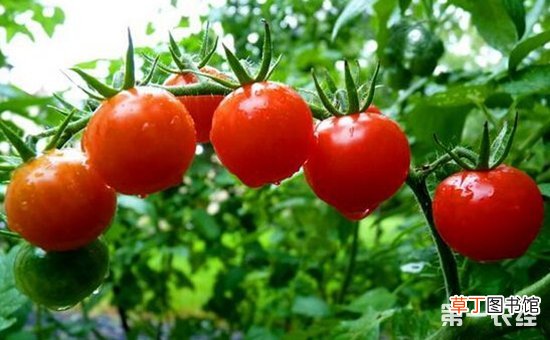 【种子】西红柿种子的种植技术有哪些？