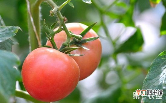 【种子】西红柿种子的种植技术有哪些？