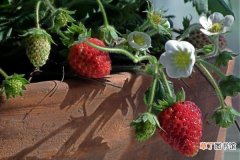 【草莓】阳台草莓种子怎么播种有哪些方法？