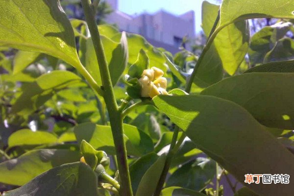 【开花】柿子树开花吗，柿子树花期养护技巧有哪些？