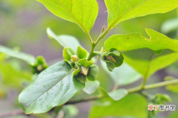【开花】柿子树开花吗，柿子树花期养护技巧有哪些？