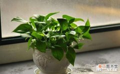 【盆栽】9种常见盆栽植物的施肥方法介绍有哪些？