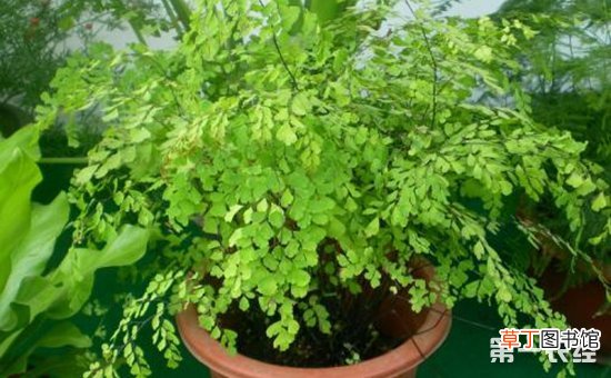 【盆栽】9种常见盆栽植物的施肥方法介绍有哪些？