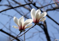 【花语】什么是木兰花 木兰花的花语有哪些？