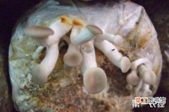 【防治】凤尾菇杂菌虫害及其防治方法有哪些？