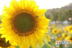 【种子】向日葵种子种植方法有哪些？