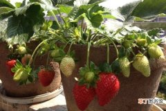 【夏季】草莓夏季的养护要诀有哪些？