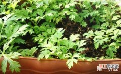 【植物】5种有助于睡眠的盆栽植物介绍有哪些？